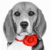 Profile Picture of   Tu aimes les chiens? Les... (@lou_beagle) on Tiktok