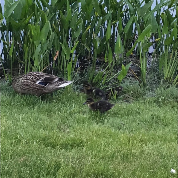 Profile Picture of Jamie Steele (@jkpearls) on Poshmark