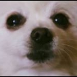 Profile Picture of Benjamin Arancibia Con Lechuga (@lechu_guin) on Instagram