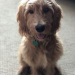 Profile Picture of Amanda Grilli (@finn_thee_dood) on Instagram