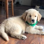 Profile Picture of Jesse Smith (@jessegoldboy) on Instagram