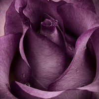 India Watson - Quora Profile Picture of India Watson (@india-watson-11) on Quora