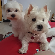 Profile Picture of Jo Huang (@Rich0325h) on Youtube