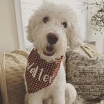 Profile Picture of Walter The Goldendoodle (@walter_the_white_goldendoodle) on Instagram