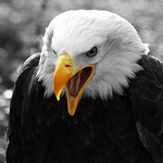 Profile Picture of JOHN AHMED (@john125_john) on Flickr