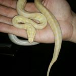 Profile Picture of max damillion (@max.morelia.morphs) on Instagram