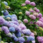 Profile Picture of Amanda Grimm (@amanda.grimm.73157) on Facebook