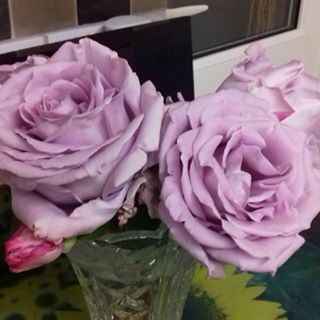 Profile Picture of Mandy Wesson (@mandy.wesson.7946) on Facebook