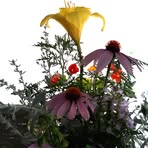 Profile Picture of Harri Glazer (@harri.glazer.9) on Facebook