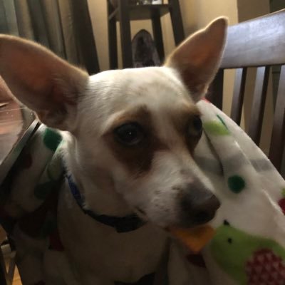 Profile Picture of Mark Riggle (@riggle_mark) on Twitter