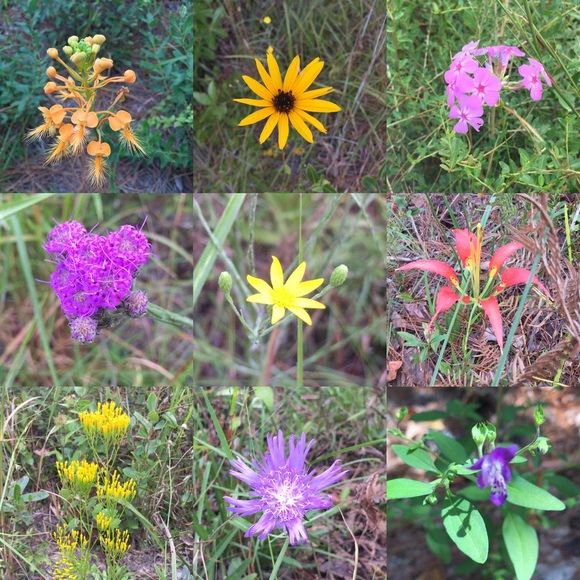 Profile Picture of Ayako Marter (@memehana) on Poshmark