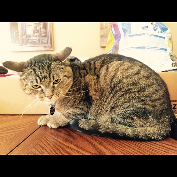 Profile Picture of Laura Bosley (@lbosley) on Poshmark