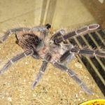 Profile Picture of paul tress (@pops678) on Instagram