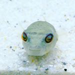 Profile Picture of Michael Faller (@exotic_pet_ranch) on Instagram