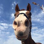 Profile Picture of Soo Jong Choi (@__choionahorse__) on Instagram