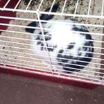 Profile Picture of Robert Glennie (@bo2_king_dredd) on Instagram