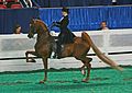 Profile Picture of Saddle seaton Wikipedia