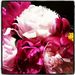 Profile Picture of Josh McCullough (@redtwigfarms) on Pinterest