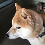 Profile Picture of Ariel Chiu (@skyblueariel) on Instagram