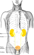 Profile Picture of Ureteron Wikipedia