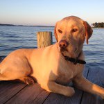 Profile Picture of Buddy Hammond (@buddythecooldog22) on Instagram