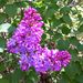 Profile Picture of Suzanne Engemann (@sengemann45) on Pinterest