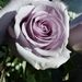 Profile Picture of Cari Fanning Maxwell (@carimax) on Pinterest