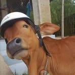 Profile Picture of Chouz Đặng (@chouz.ang.2025) on Facebook