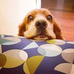 Profile Picture of Arnold🐾🐶 (@arnold_cabezadebalon) on Instagram