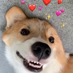 Profile Picture of Calcifer Dante Pendragon (@cal.doggo) on Instagram