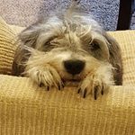 Profile Picture of Sarah Taber (@sarah_taber) on Instagram