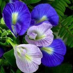 Profile Picture of Mahajan Gargi (@MahajanGargi1) on Twitter