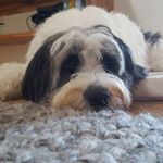 Profile Picture of Dog Portraits in Charcoal (@dawn.newbury) on Instagram