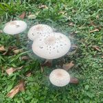 Profile Picture of Jerome Giuliano Zayas (@jerome_giuliano) on Instagram