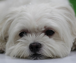 Profile Picture of Ivan Shih (@shih ivan) on Flickr