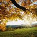 Profile Picture of Lori Boyette (@harnlr) on Pinterest