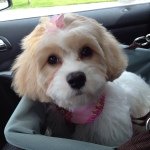 Profile Picture of Cathy Coburn (@cattcobie) on Instagram