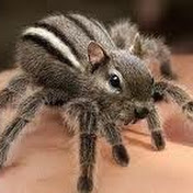 Profile Picture of Kevin Minton (@kminton0829) on Youtube