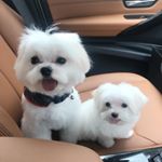 Profile Picture of Hugo & Harper (@hugo_harper_maltese) on Instagram
