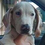 Profile Picture of Amadeu Mendel Klering (@amadeu.mk) on Instagram