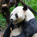 Profile Picture of Live In Chengdu (@live in chengdu) on Flickr