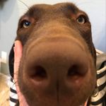 Profile Picture of Maple Wendell (@wendello_doggo) on Instagram