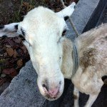 Profile Picture of Lisa Oswald (@aliasworlds) on Instagram