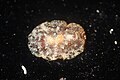 Profile Picture of Pleurobranchus areolatuson Wikipedia