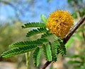 Profile Picture of Vachelliaon Wikipedia
