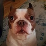 Profile Picture of ronaldtheboston (@ronaldtheboston) on Instagram