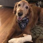 Profile Picture of Benson Chau (@officercow) on Instagram