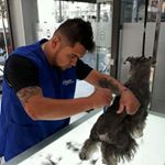 Profile Picture of Jonathan Diaz (@jonathandiazgroomer) on Instagram