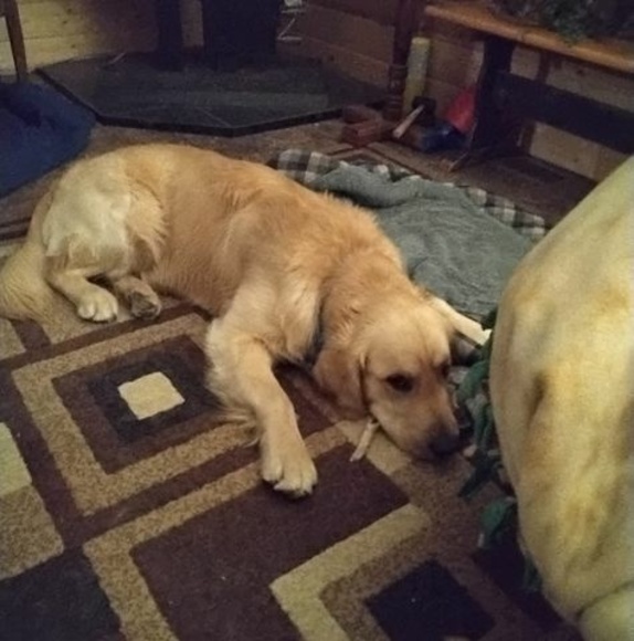 Profile Picture of Kenneth Florian (@florian_family) on Poshmark