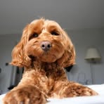 Profile Picture of Christopher Snowden (@Christopher-Snowden) on Facebook